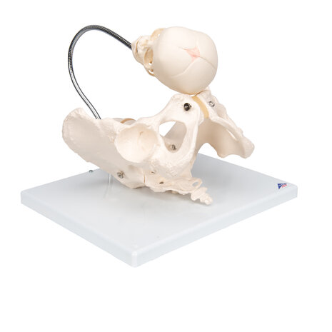 Anatomie model geboorte met schedel van de foetus