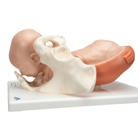 Anatomie model geboorte (complete serie van 5 modellen)