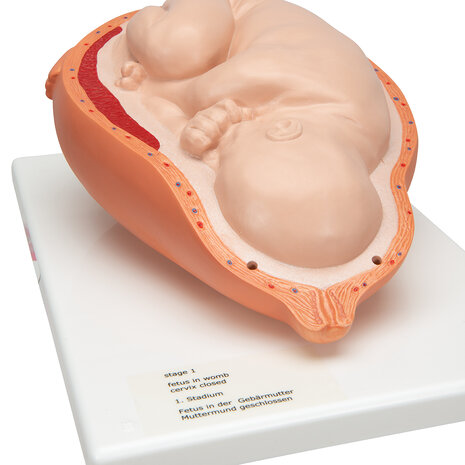 Anatomie model geboorte (complete serie van 5 modellen)