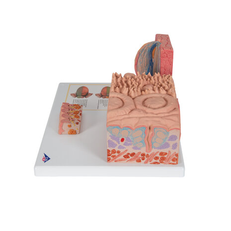 Anatomie model tong