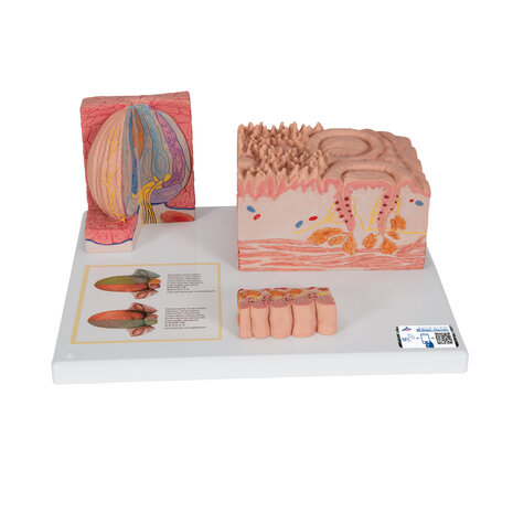 Anatomie model tong