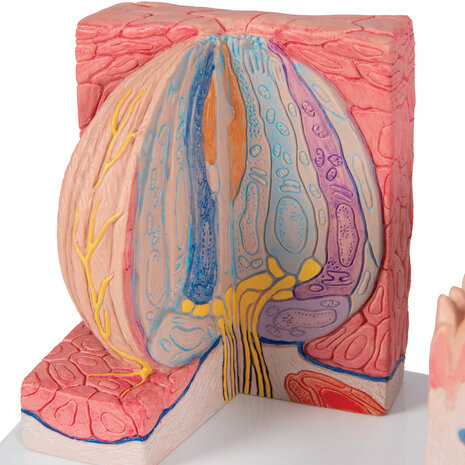 Anatomie model tong