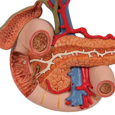 Anatomie model alvleesklier, dunne darm, galblaas, milt