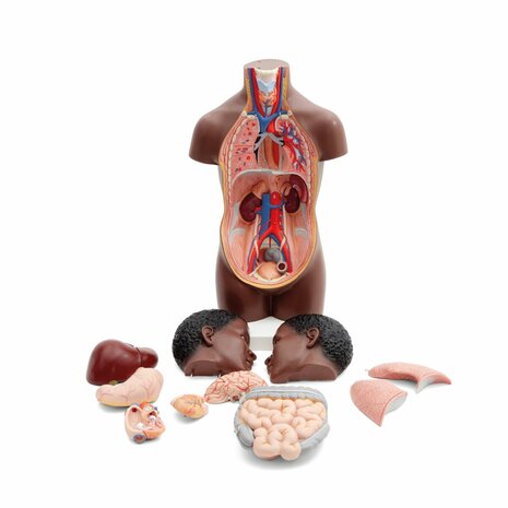 Anatomie model torso met organen, unisex, donkere huidskleur, 12-delig, 54 cm