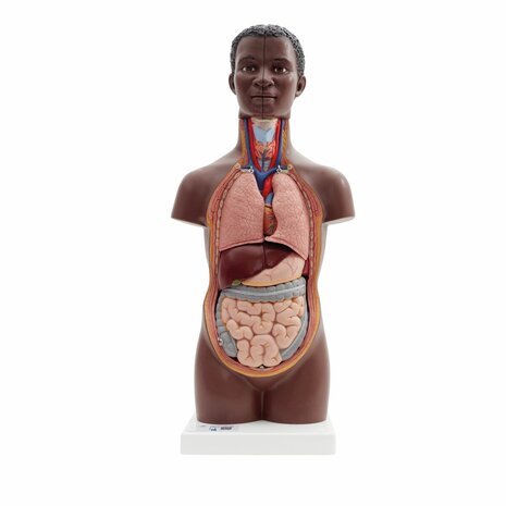 Anatomie model torso met organen, unisex, donkere huidskleur, 12-delig, 54 cm