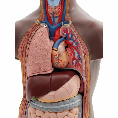 Anatomie model torso met organen, unisex, donkere huidskleur, 12-delig, 54 cm