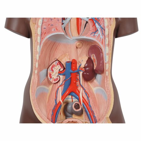 Anatomie model torso met organen, donkere huidskleur, unisex, 12-delig, 87cm