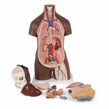 Anatomie model torso met organen, donkere huidskleur, unisex, 12-delig, 87cm