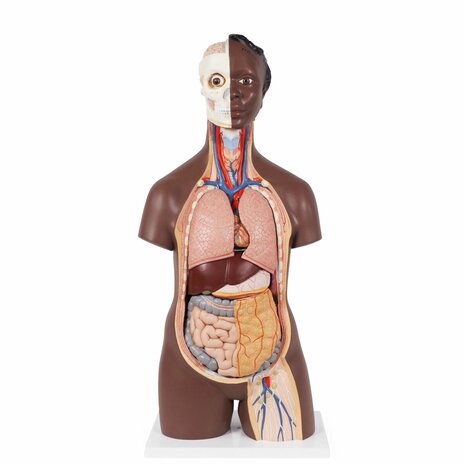 Anatomie model torso met organen, donkere huidskleur, unisex, 12-delig, 87cm