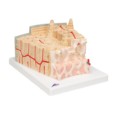 Anatomie model botstructuur, 80x vergroot