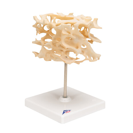 Anatomie model botstructuur, 100x vergroot