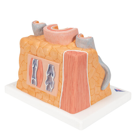 Anatomie model slagader en ader, 14x vergroot