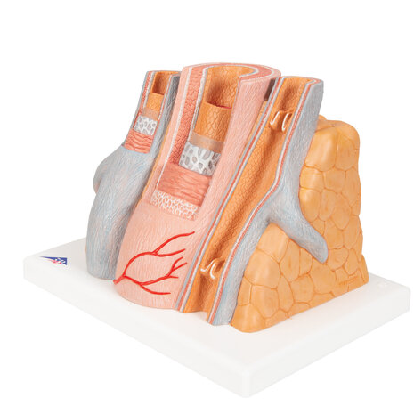 Anatomie model slagader en ader, 14x vergroot