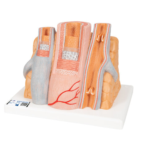 Anatomie model slagader en ader, 14x vergroot