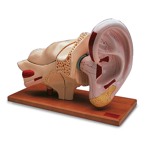 Anatomie model oor, 5x vergroot, 8-delig