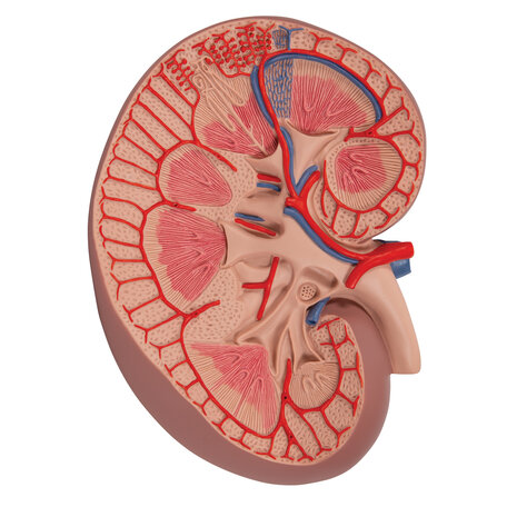 Anatomie model nieren, doorsnede, 3x vergroot