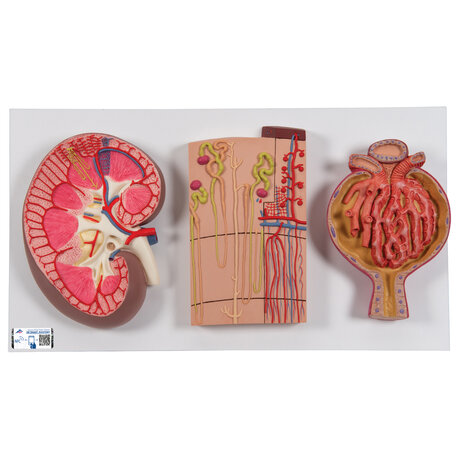 Anatomie model nier, nefron en nierlichaampje