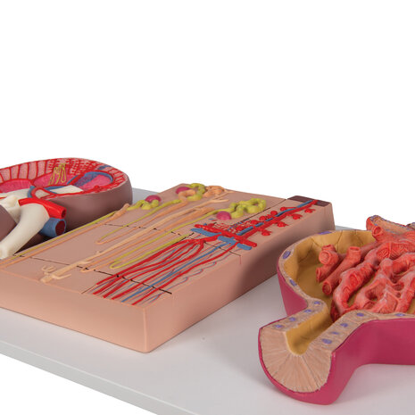 Anatomie model nier, nefron en nierlichaampje