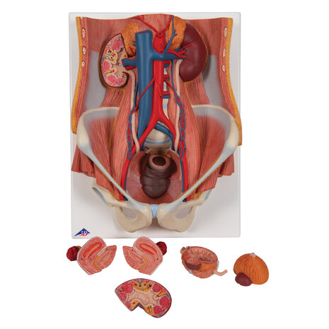 Anatomie model urinestelsel m/v, 6-delig