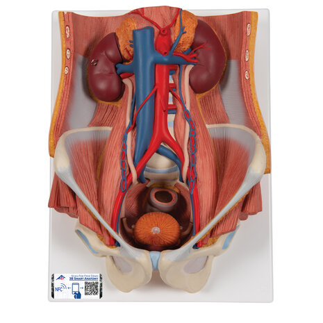 Anatomie model urinestelsel m/v, 6-delig