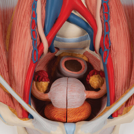 Anatomie model urinestelsel m/v, 6-delig