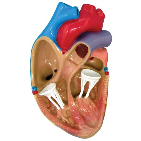 Anatomie model hart, 3 stuks mini