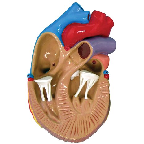 Anatomie model hart, 3 stuks mini