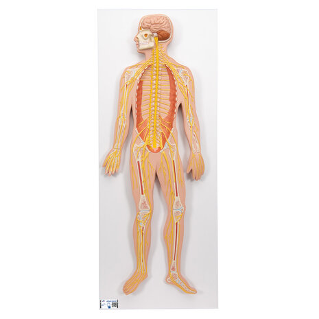 Anatomie model zenuwstelsel (80x33x6 cm)