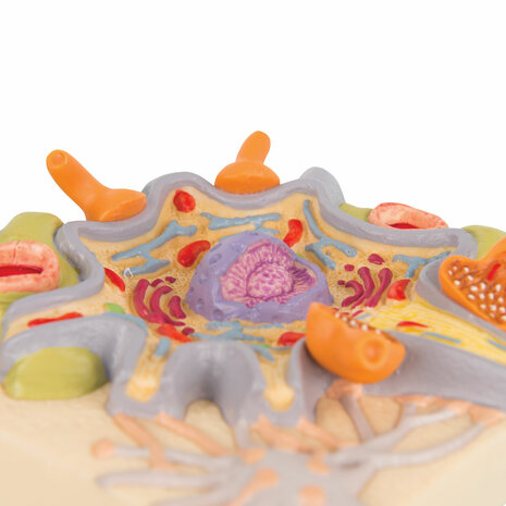 Anatomie model neuron cellichaam (12x12x6 cm)