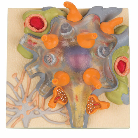 Anatomie model neuron cellichaam (12x12x6 cm)