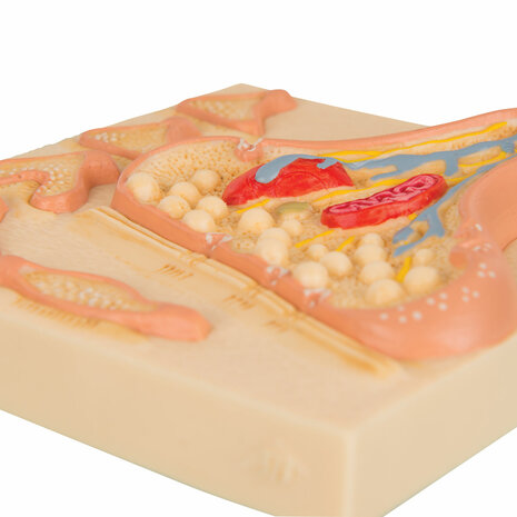 Anatomie model synaps (12x12x3 cm)