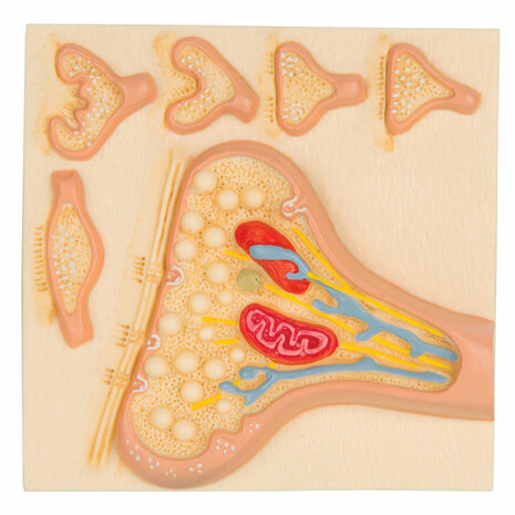 Anatomie model synaps (12x12x3 cm)