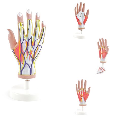 Anatomie model hand en pols met spieren, pezen, zenuwen en bloedvaten