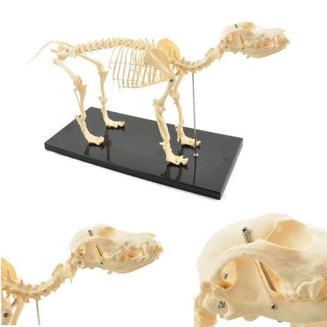 Anatomie model skelet van een hond (klein, 32x67x14 cm)