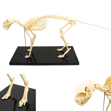 Anatomie model skelet kat