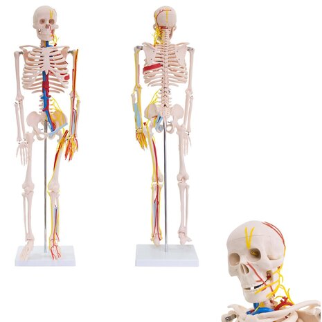 Anatomie model menselijk skelet (met zenuwen en bloedvaten)