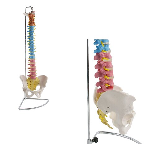 Anatomie model wervelkolom, didactisch gekleurd, 84 cm