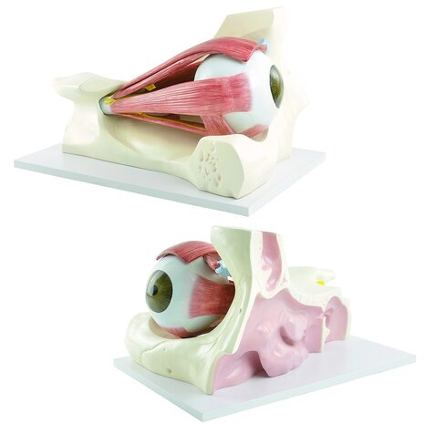 Anatomie model oog met spieren en zenuwen