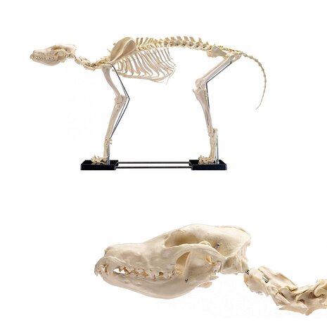 Anatomie model skelet van een hond (groot, 86x67x40 cm)