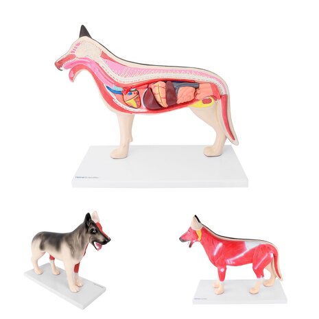 Anatomie model organen van een hond