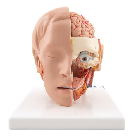 Anatomie model hoofd met hersenen (6-delig, 19x23x22 cm)