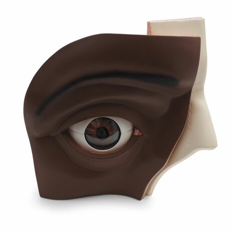 Anatomie model oog, 12-delig, 33x30x38 cm